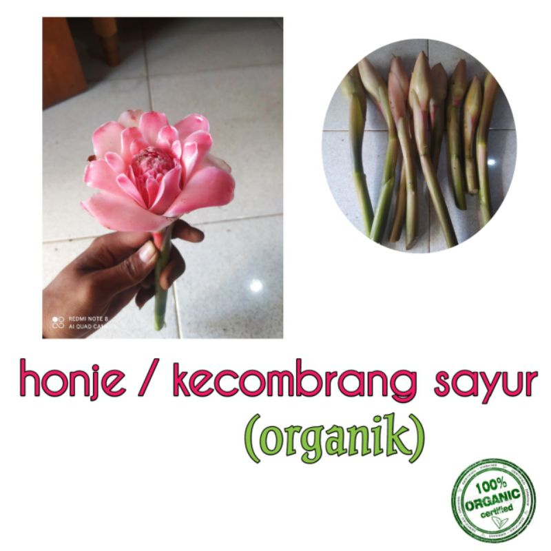 

kecombrang/honje sayur fresh beli 5 gratis 1