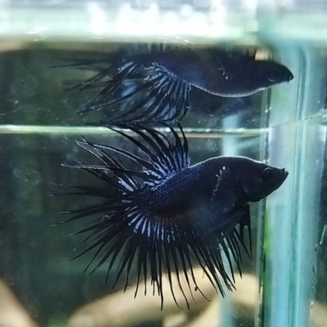 IKAN CUPANG SERIT/CROWNTAIL/CT BLACK LACE/ORCHID 100% REALPICT (KODE AK2)