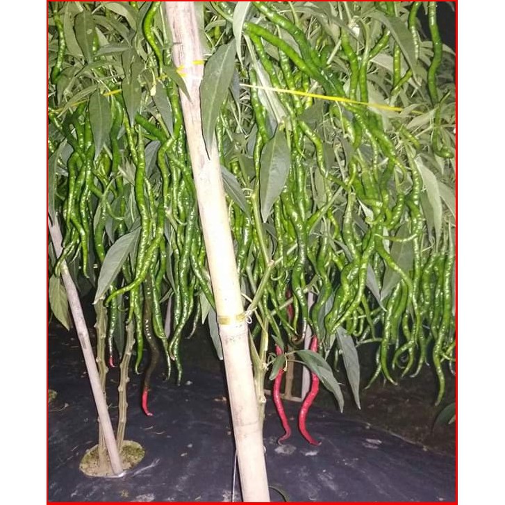 6 Bungkus Benih Cabe Keriting Anvi ( CMK Unggul )