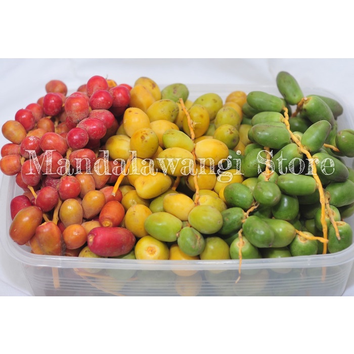 

Kurma Ruthab / Ruthob / Kurma Muda 1/2 Kg