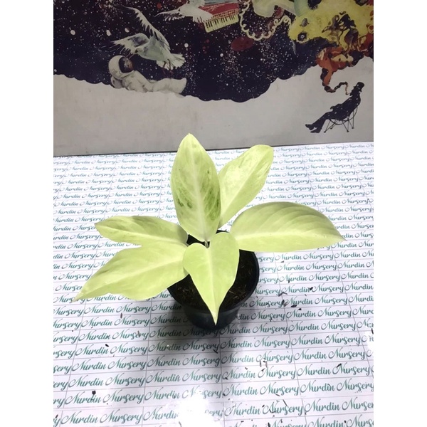 AGLONEMA SUNDROP | TANAMAN HIAS AGLONEMA | SUNDROP