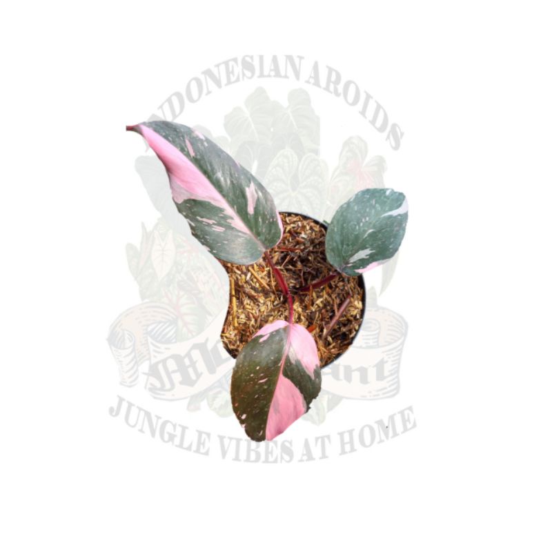 philodendron pink princess marble