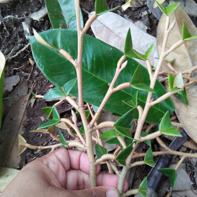 Entres durian montong bawor dan musangking