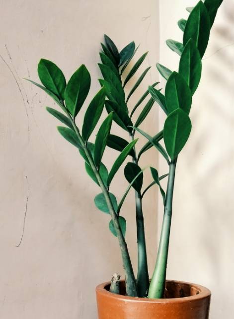 Jual Tanaman Hias Zz Plant Zamioculcas Zamiifolia Indoor Outdoor Include Pot Tanah Tinggi 30cm Indonesia Shopee Indonesia