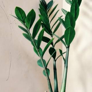  Tanaman  Hias  ZZ Plant Zamioculcas zamiifolia indoor 