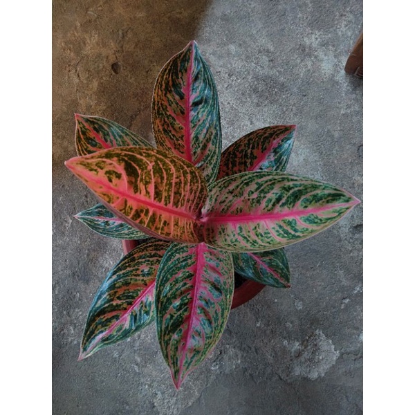 Aglaonema Widuri
