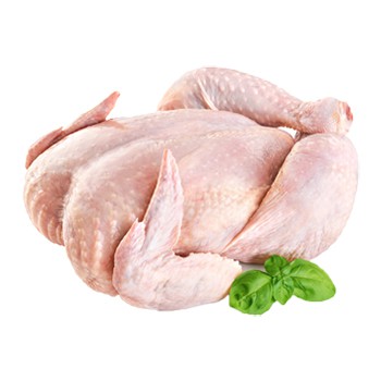 

AYAM SEGAR SEEKOR