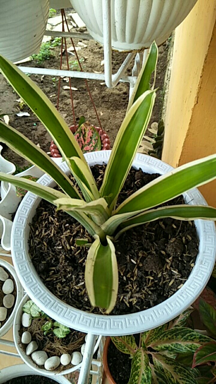 Tanaman Hias Aechmea Gamosepala/bromelia Jagung/bromelia Putih Varigata