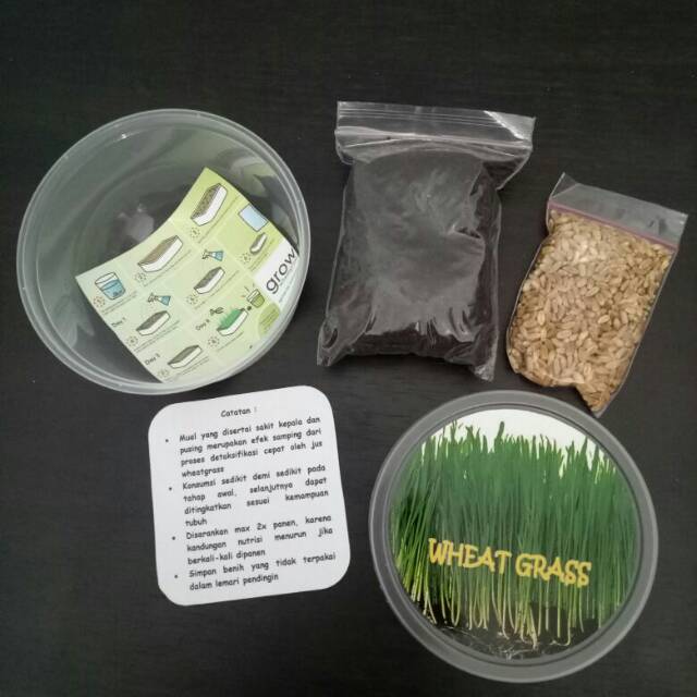 bibit rumput gandum/rumput kucing/wheat grass