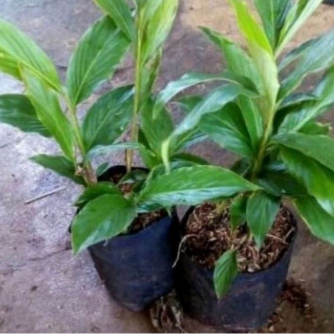 Tanaman herbal Kecombrang/tanaman hias Kecombrang