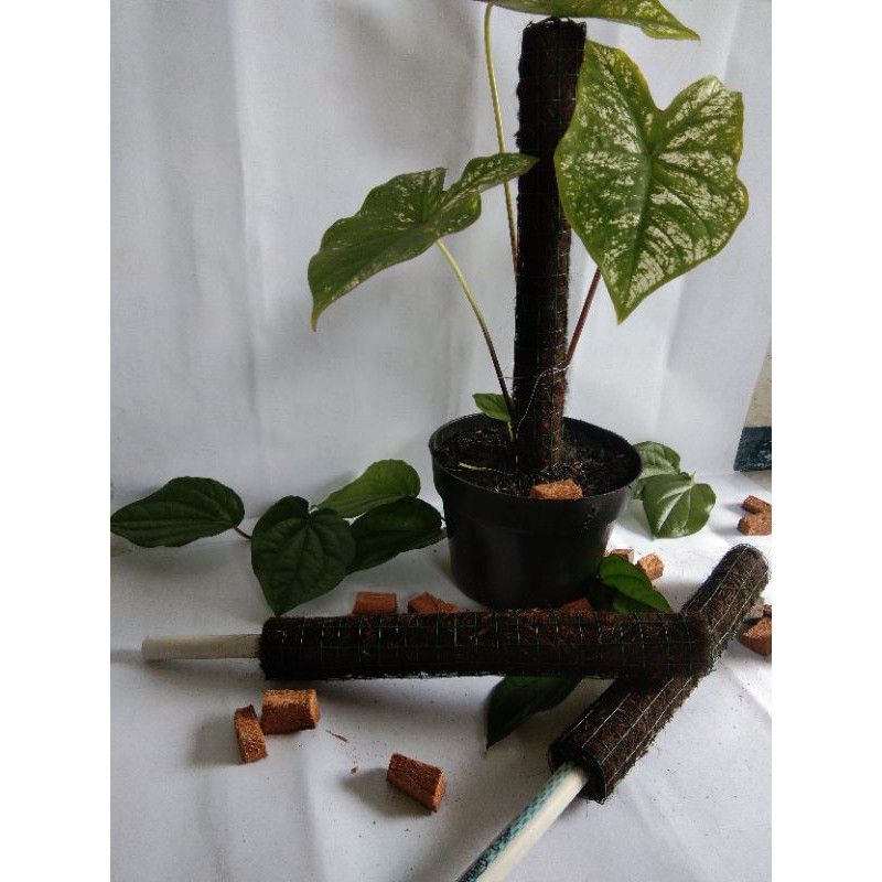 turus penyangga tanaman ijuk / ajir tanaman rambat / ajir pot bunga