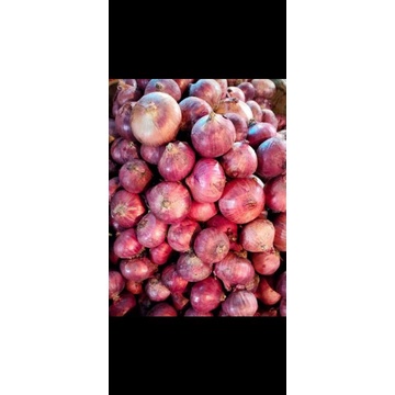 

Bawang merah pakistan