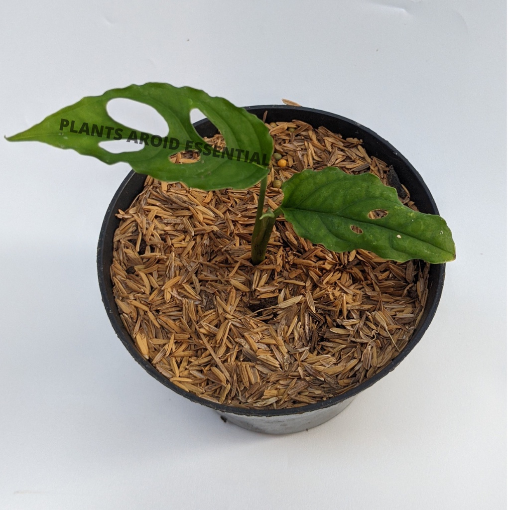 Monstera Obliqua Peru Asli - Tanaman Monstera Obliqua Original (REAL PICT)