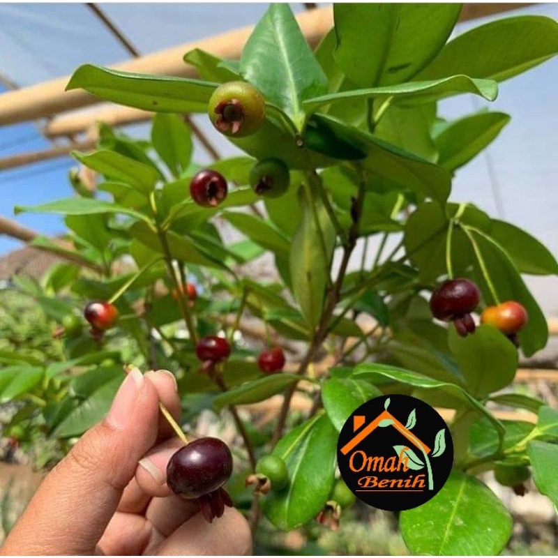 BIBIT TANAMAN CHERRY BLACK PITOMBA MANIS CEPAT BERBUAH GRUMICHAMA CHERRY