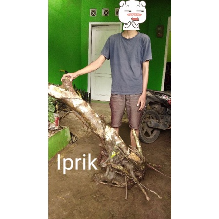 Bahan Bonsai Iprik Dongkelan Realpict 10