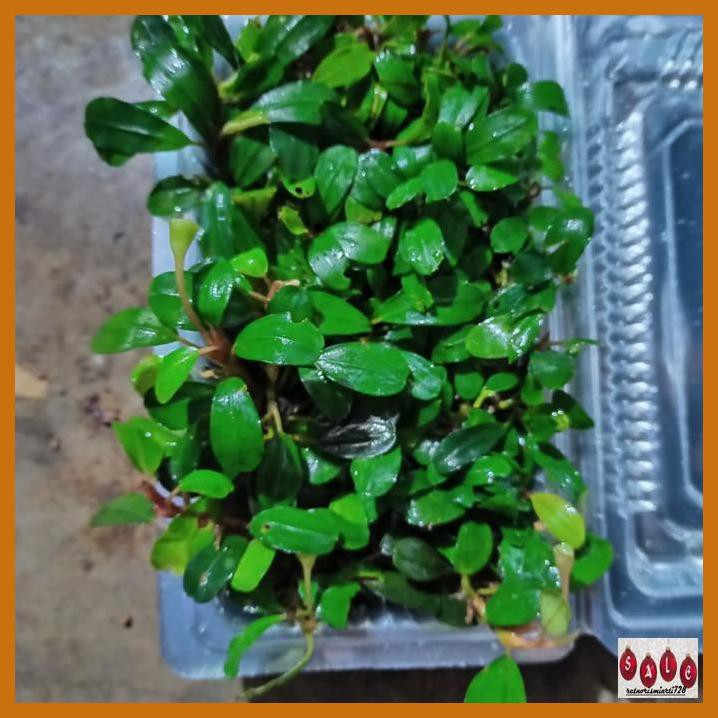 

Tibibhineb- Bucepalandra -Aslii.