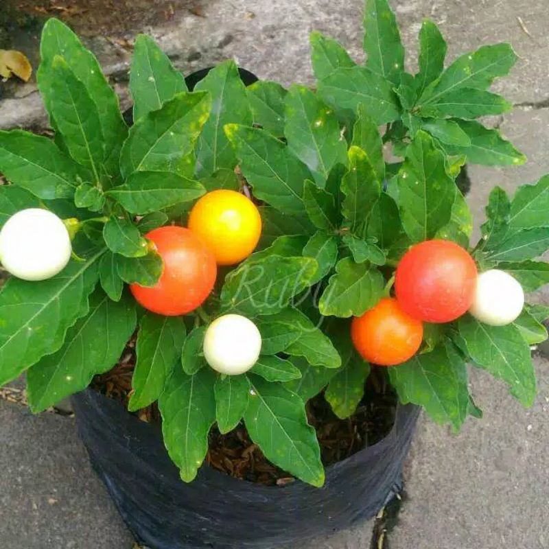 Tanaman tomat hias /tomat krismil / tomat unik langka