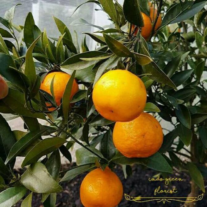 Bibit tanaman buah jeruk santang madu siap berbuah