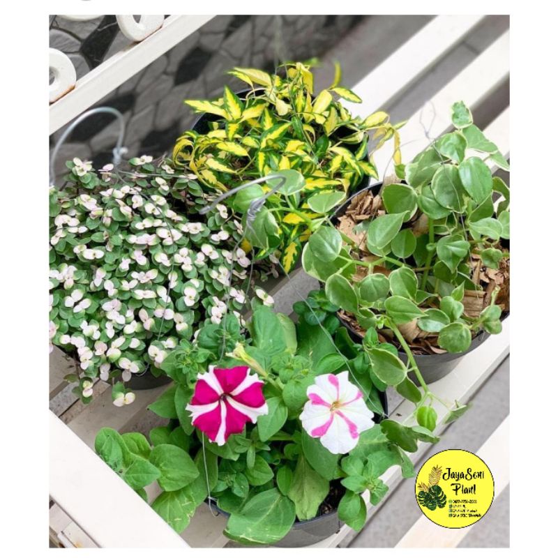 TANAMAN HIAS PAKET 4TANAMAN GANTUNG