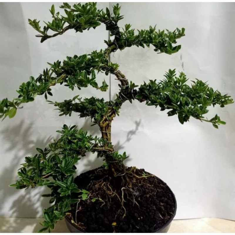 bonsai mirten tanaman hias pohon bonsai mirten