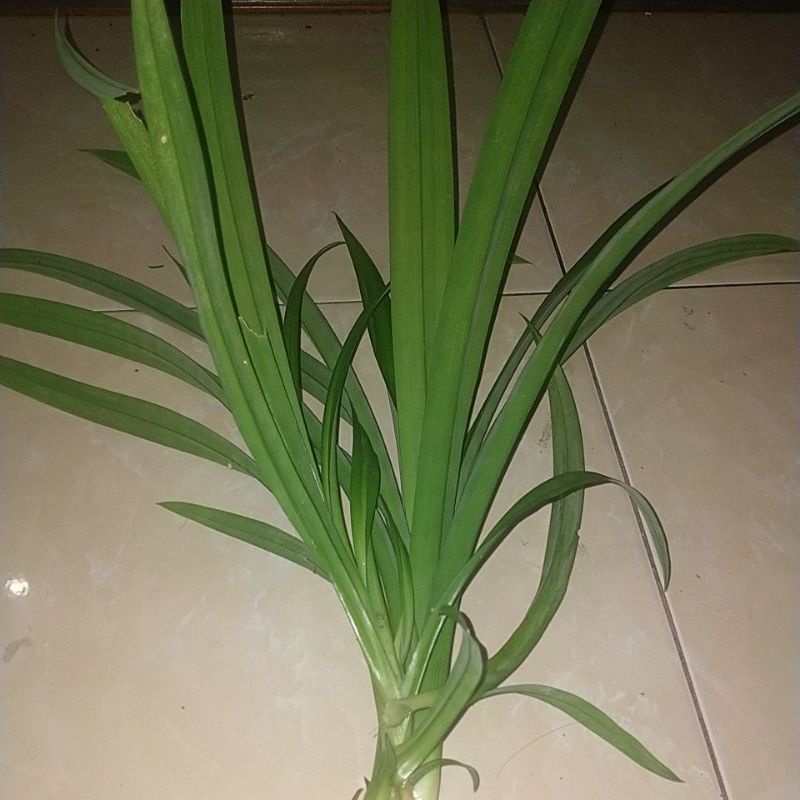 

daun pandan wangi segar