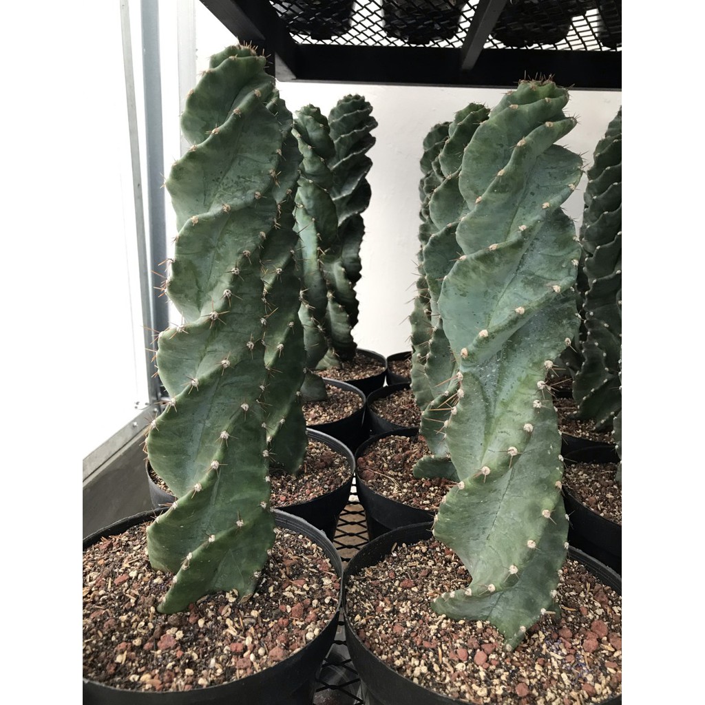 cereus forbesii spiralis kaktus import