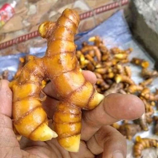 

Temulawak temu organik 500gr segar