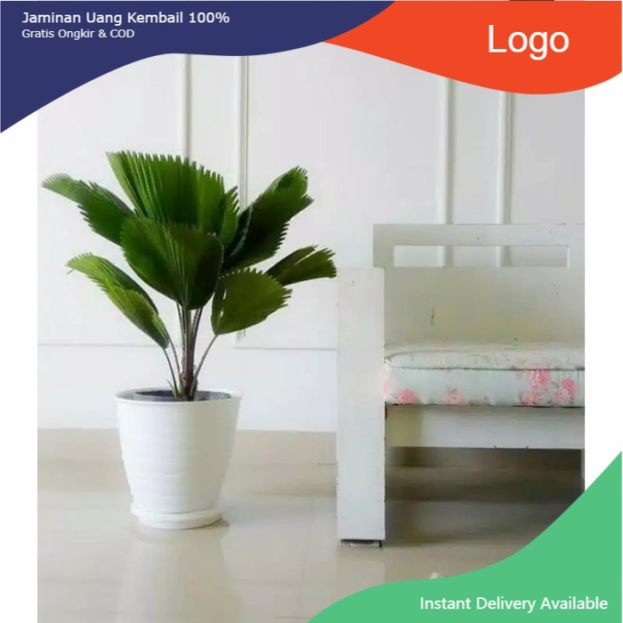 PROMO bibit tanaman palm kol / bibit pohon palm kol