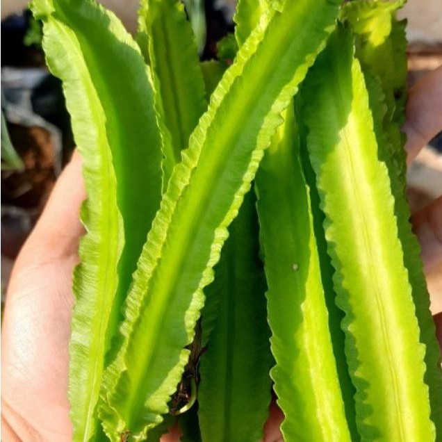 

KECIPIR SAYUR SEGAR / WINGED BEAN FRESH 250 GRAM / PACK