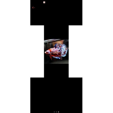 Cupang Avatar, Gold, Galary, Fancy, Bluerim (Burayakan random top grade)