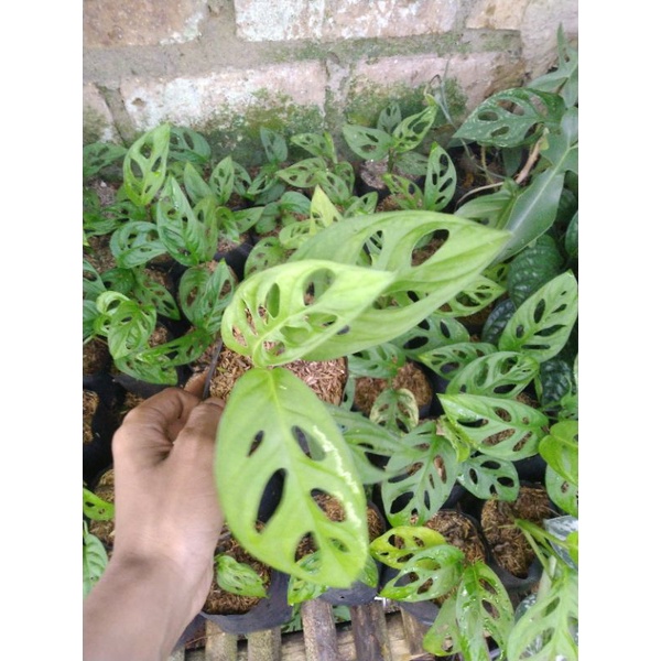 tanaman hias monstera janda bolong - janda bolong - monstera obliqua - monstera - tanaman monstera