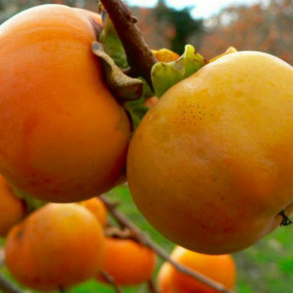 Bibit kesemek import