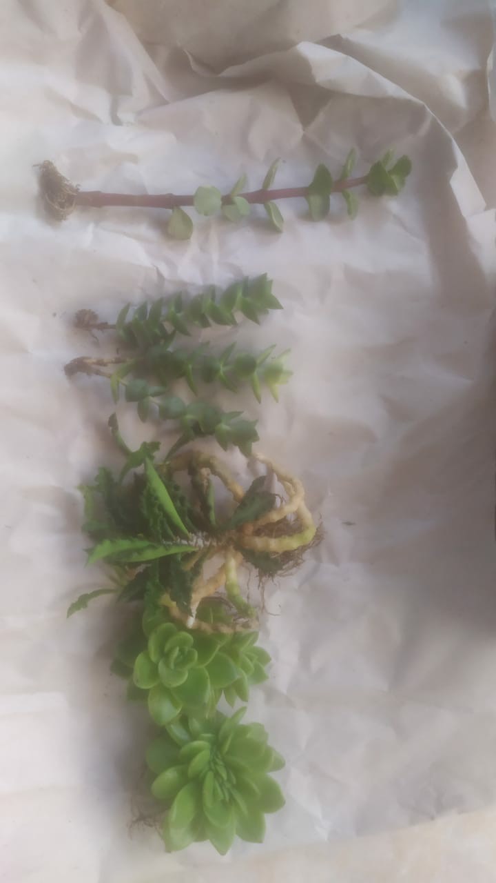 Tanaman Kaktus Dan Sekulen Euforbhia Decaryii