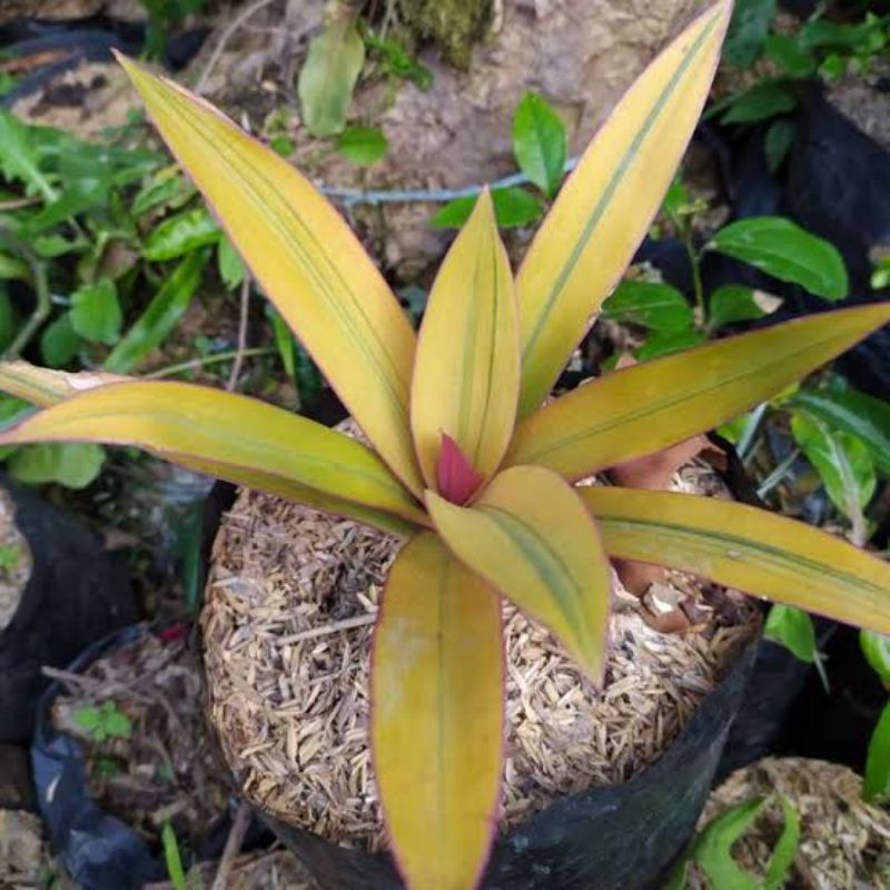 tanamam adam hawa kuning