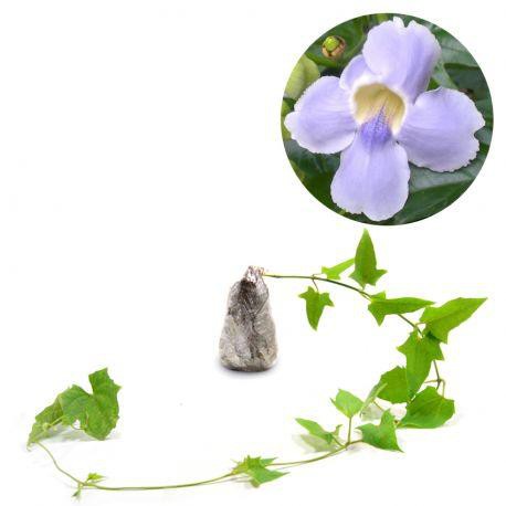 Tanaman Bunga Thunbergia Biru