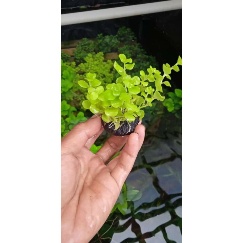 Ricmescia media wabikusa