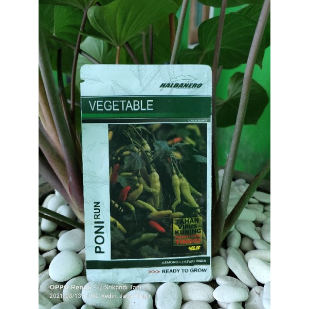 

Cabe Ponirun Tahan Virus Buah Lebat Kemasan 10gr Original Pabrik Halbanero