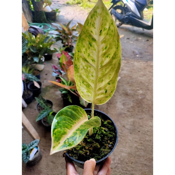 Bigroy Putih Aglonema