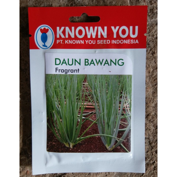 benih daun bawang known seed / bibit daun bawang
