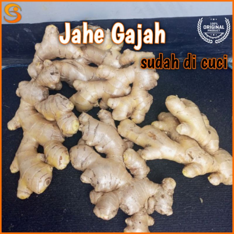 

Jahe gajah rempah alami jahe besar segar sudah di cuci bisa COD jahe putih fresh lokal ginger white