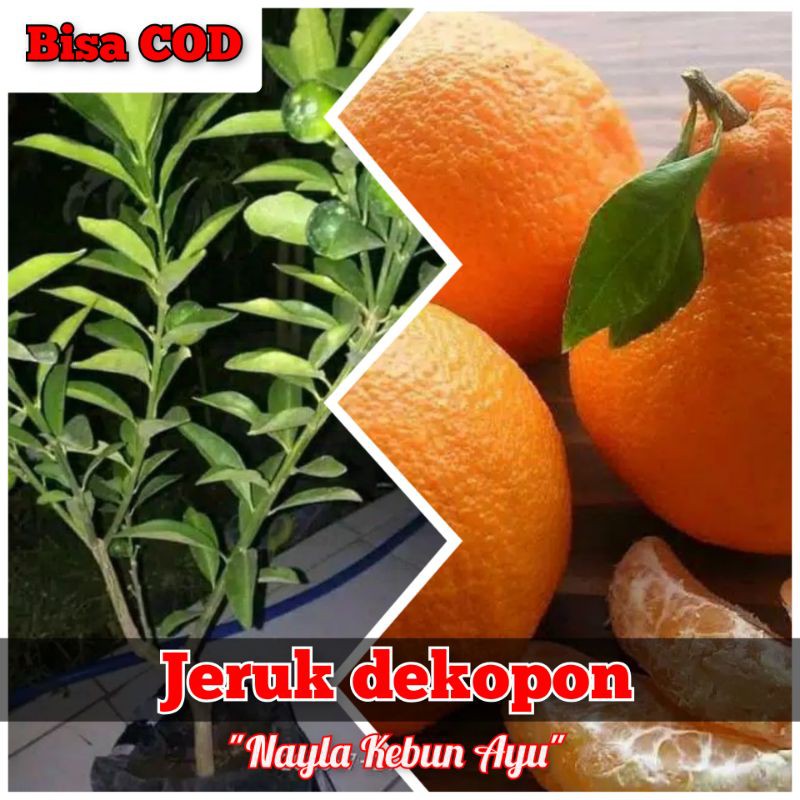 

Bibit JERUK DEKOPON ( bisa COD )