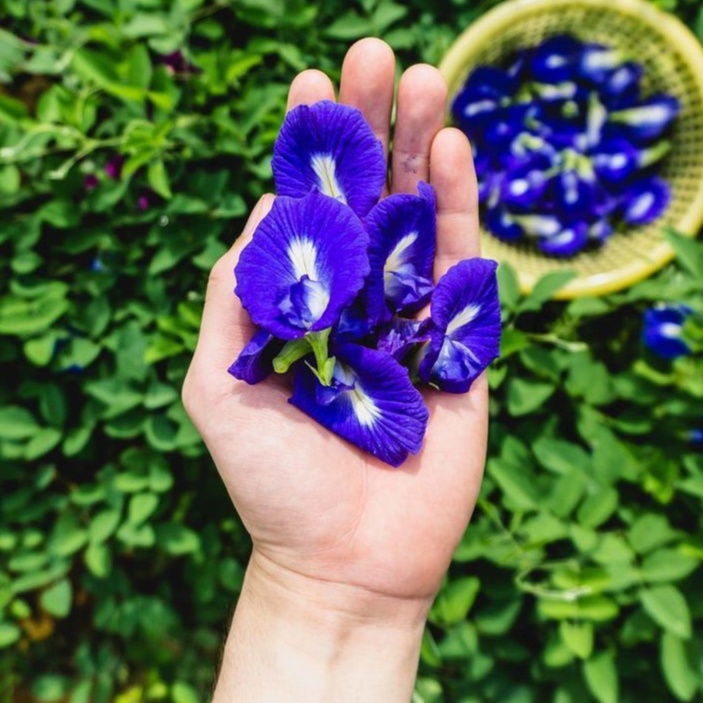 

UsahaTemanku Blue Pea Edible Flowers Bunga Telang