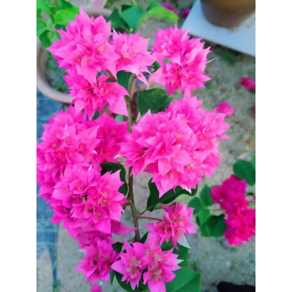 Tanaman hias bunga bougenville hawai pink ori