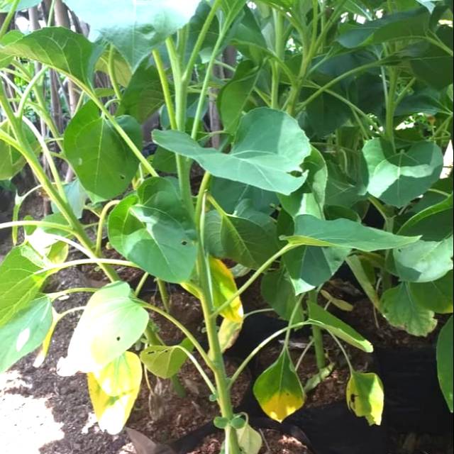 Bunga matahari / benih herbal / hiasan taman