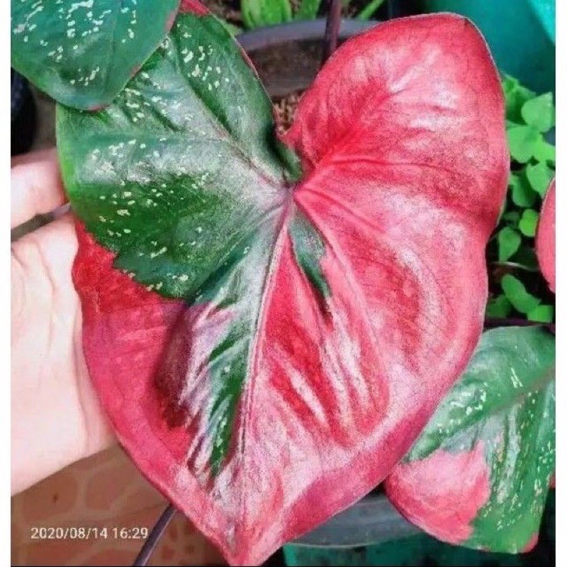 BONGGOL KELADI BARET MERAH THAILAND