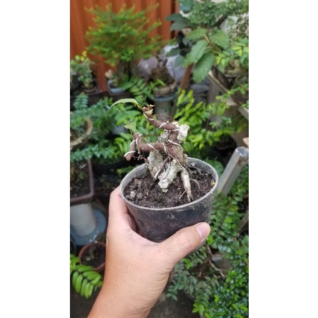 Bahan bonsai beringin