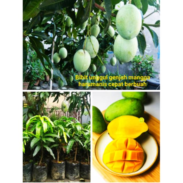 bibit mangga harumanis jenis unggul super genjah cepat berbuah arumanis harum manis okuladi cangkok