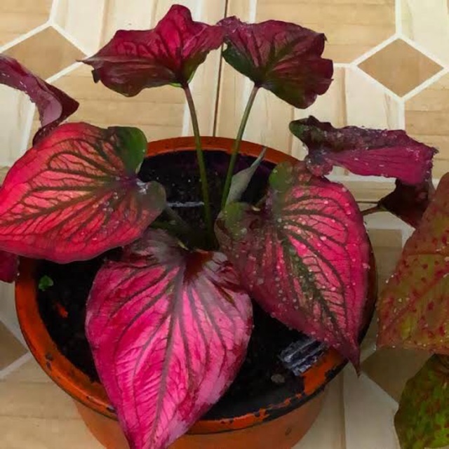 CALADIUM IMPORT THAILAND/ CALADIUM INFINITY