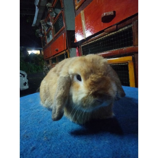 Kelinci Holandloop indukan sepasang