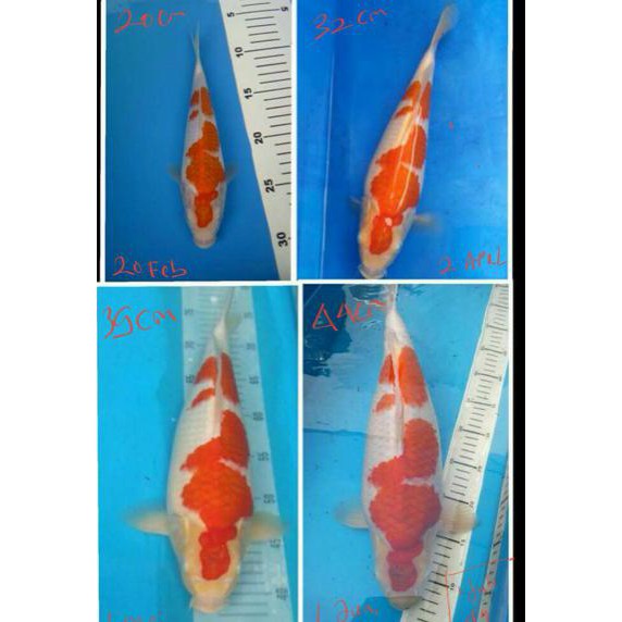 Harga Promo LC Koi Food: Premium Growth